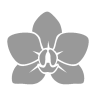 Orchid